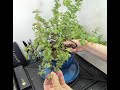 Elephant Bush (Portulacaria afra) ~ First Trim