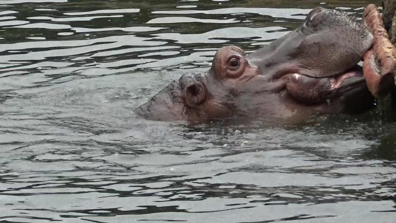 カバさんが可愛すぎる❤元気いっぱい♪ Cute hippo #97 【Cute animal