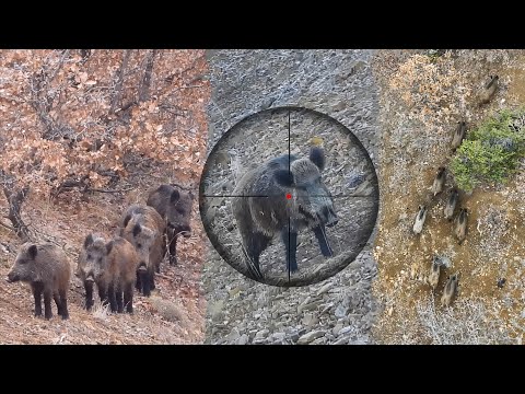 Breathtaking MASSIVE BOAR Hunts, INCREDIBLE Rifle Shots, Epic DRONE Chase #hunting #hog