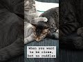 A little space today #cattime #catshorts #cutecatshorts #catlover #kittytime
