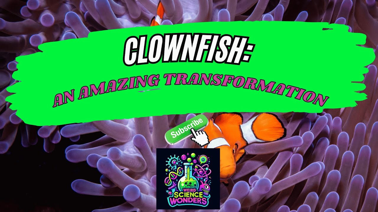 Weird Science Wonders: The Amazing Transforming Clownfish. - YouTube