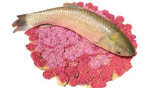 PHD | Nướng Cá Bằng 17000 Que Diêm | Grilled Fish With Matchstick