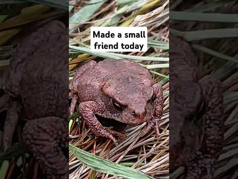 #nature #wildlife #toad