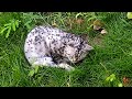 A dying cat covered in flies makes a faint cry for help as someone passed by