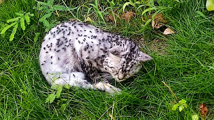 A Dying Cat Covered In Flies, Makes A Faint Cry For Help As Someone Passed By - DayDayNews