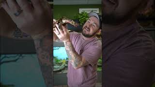 WORLD'S WEIRDEST TURTLE #shorts