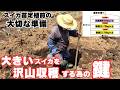【スイカ栽培】苗定植前の大切な準備|大きいスイカを沢山収穫する為の鍵|今年も気合入ってます!2026/4/28