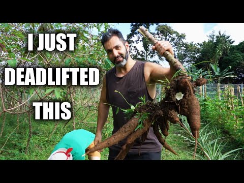 This Is What Real Costa Rican Food Looks Like! | Cooking With A Family