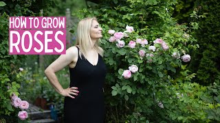 Roses started blooming - TIPS to get best results when growing roses