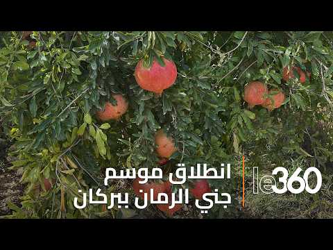 Pomegranate Harvest Season in Berkane Province Begins Amid Optimism for Abundant Production and H...