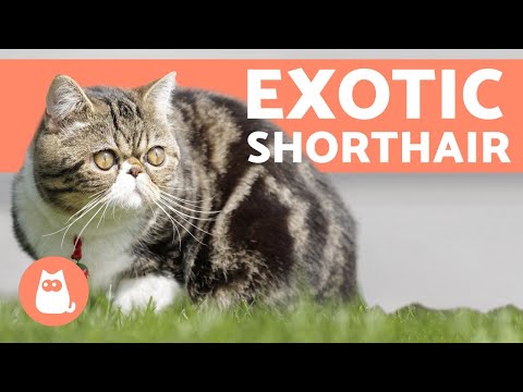 Exotic Shorthair - One of MOST LOVING Cat Breeds