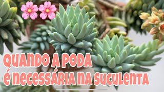 Suculentas – Saiba Quando é Necessário Podá-las e Como Fazer a Poda