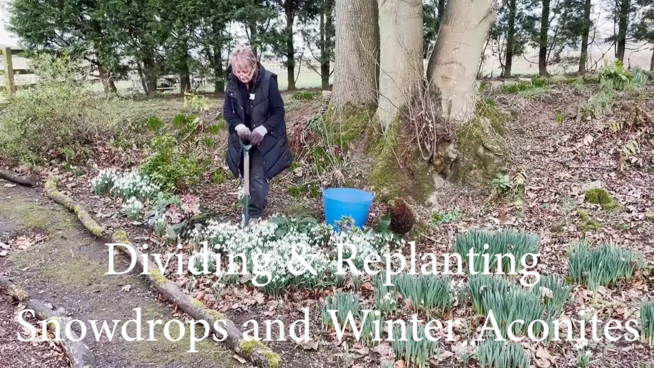 Lifting, Dividing and Replanting Snowdrops & Winter Aconites