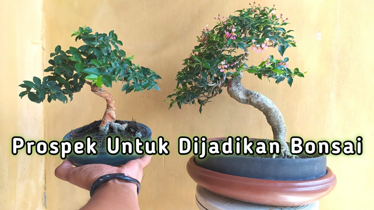 Bonsai Jambu Batu Juara Jambu Kerikil Bonsai Guava By Alesha Ramadhani