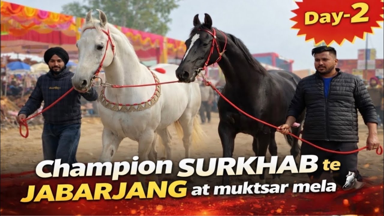 Muktsar Horse Mela Day-2🐎//SURKHAB te JABARJANG da dita geda⛳️