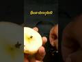 Growing clove plants from clove seeds with use apple !!#trending #youtubeshorts