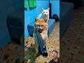 Comedy Funny Cat Fun Funnycats Xyzofficial Funnyanimals Crazz Catvideos Crazily