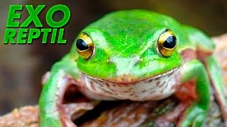 Exo Reptil - La Rana Arborícola Japonesa ( Hyla Japonica )