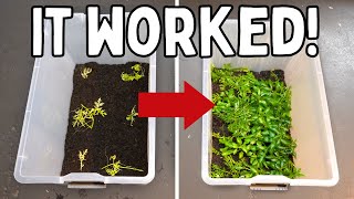 Growing Aquarium Plants in Tubs  Amazing Results!