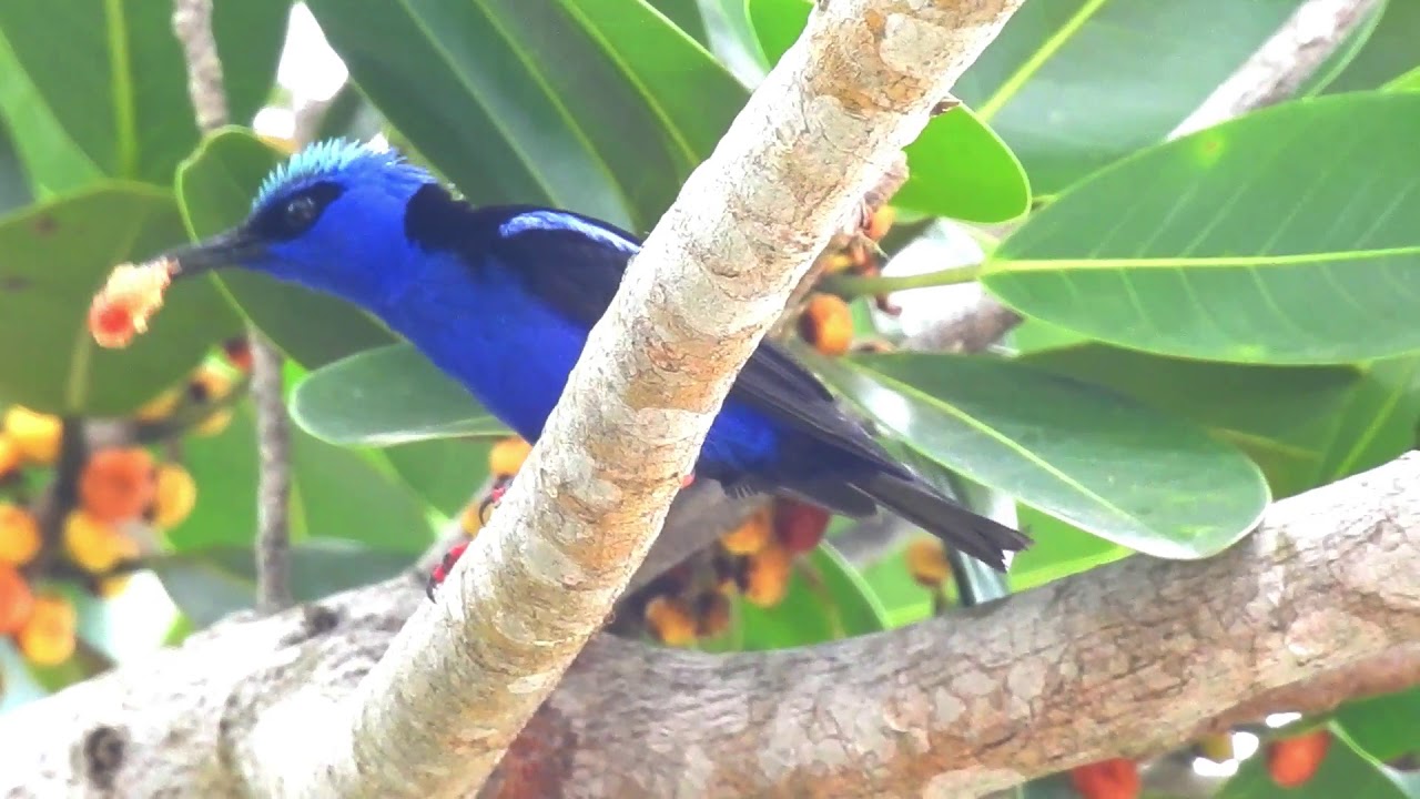red legged honeycreeper