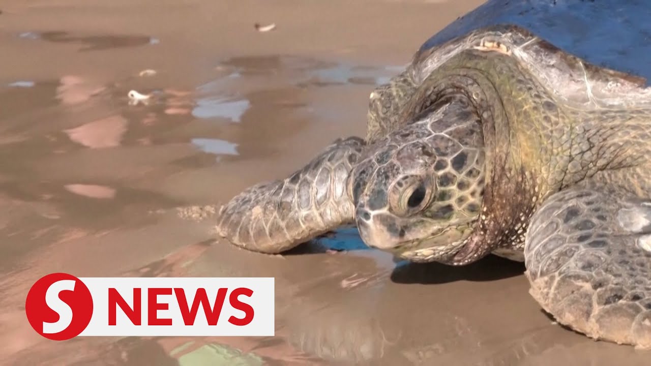 Sea turtles return to the Mediterranean after rehab - YouTube