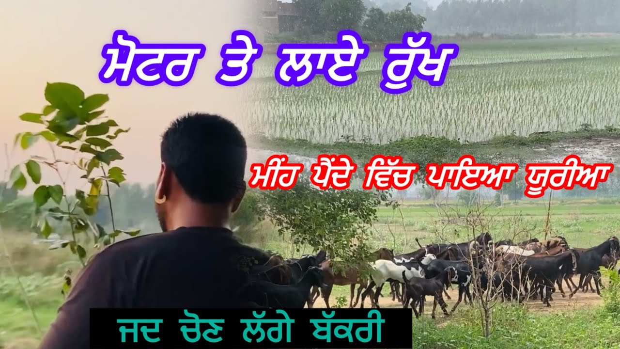 Meeh Ne Dita Saath | Peeti Bakri De Dudh Di Chaah | #punjab #khetibadi ...