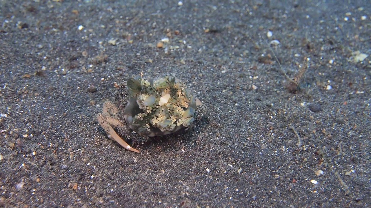 Crab Carrying Jellyfish for Camouflage ViralHog YouTube