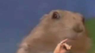 Celebrity Doctor Evil Dramatic Chipmunk Net Worth