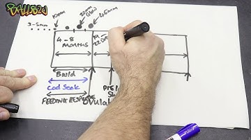 Female Ball Python Breeding Cycle