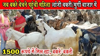 जब बकरे बेचने पहुंची महिला, लांजी बकरी मंडी में ?। Lanji Bakri Mandi & Murgi Bazaar