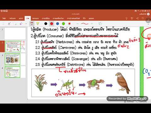 วีดีโอ: มนุษย์เป็นผู้ผลิตผู้บริโภคหรือผู้ย่อยสลาย?