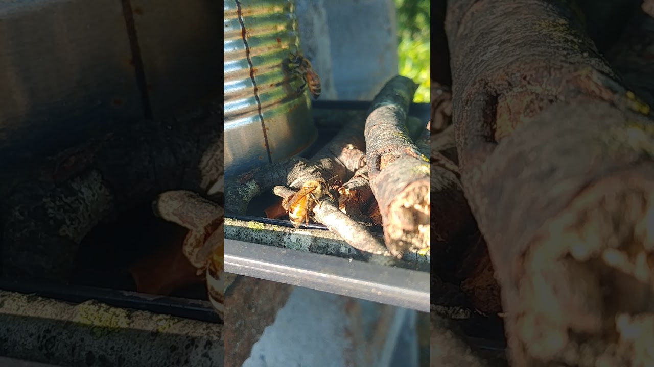 Bees Grooming YouTube