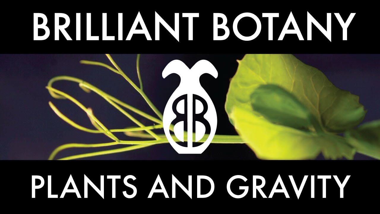 Plants can sense gravity! YouTube