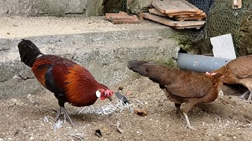 Trống rừng rặc ghép mái tạo f1 rừng