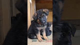 Cute German Shepherd puppy.