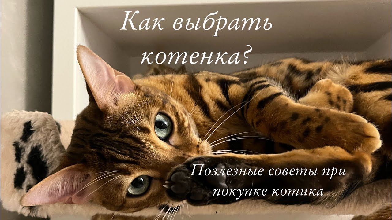 КАК ВЫБРАТЬ КОТЕНКА? ПОЛЕЗНЫЕ СОВЕТЫ ПРИ ВЫБОРЕ КОТИКА 🐾
