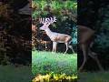 "King of the Forest: Rare Giant-Antlered Buck Caught on Camera" #bowhunting #deerhunting #wildlife