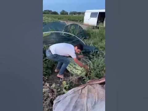 Мега большой арбуз - YouTube