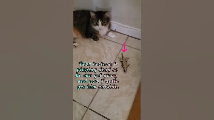 #adoptdontshop #feralkitten #saki #killerinstinct
