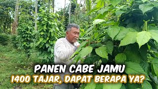 Panen Cabe Jamu Dengan Luasan Setengah Hektar 1400 Tajar‼️