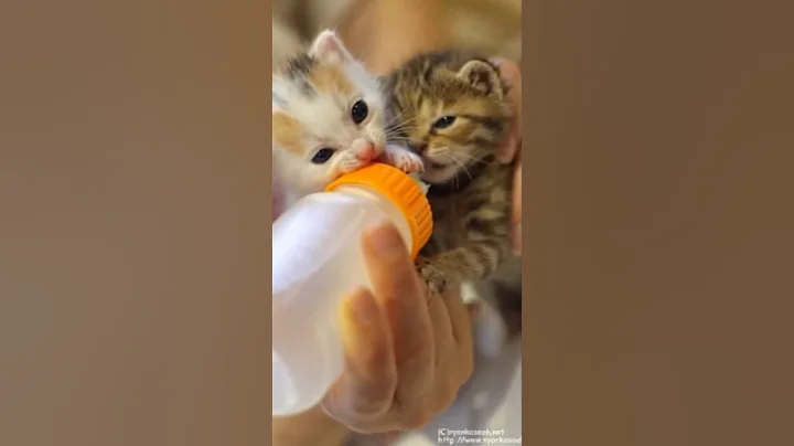 Video 11210931: persian cat food kitten, persian cat kitten cute, persian cat kittens funny, tiny persian kitten