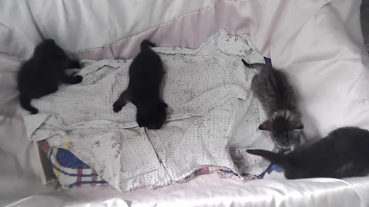 Watch the video about My cat Neva and her kittens ( when 19 days old)