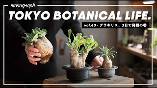 パキポディウム  グラキリス　発根して3年以上管理 mqdefault.jpg