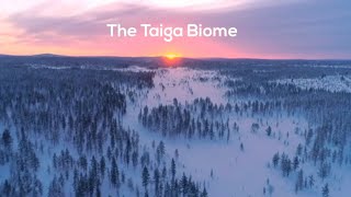 Download Taiga Biome Video MP3 Taiga Biome