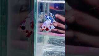 ikan cupang multy candy #shorts  #aquascape #viral #viralvideo #cupang #ikan #ikanhias #youtubeshort