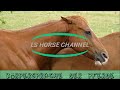 Pferdewissen - Körpersprache - Pferdesprache - Lehrvideo Pferd