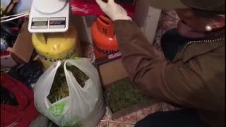 Operativos del OS-7 de Valparaíso permiten sacar de circulación casi 7 mil dosis de droga