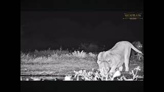 Lioness Vocalizes at Ol Donyo Waterhole 04.21.2024 Africam Live