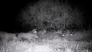 Einzigartige Dokumentation Wolfsrudel Auf Biber-Jagd