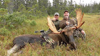 Bow Hunting Moose In Newfoundland with Alex